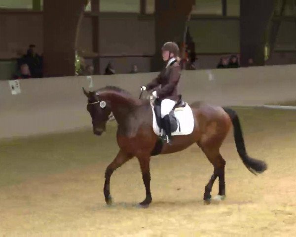 Dressurpferd Ludwig 184 (Trakehner, 2004, von Königsmarck)