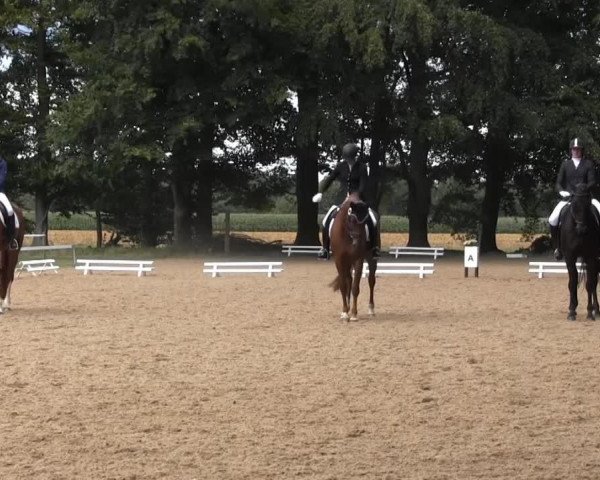 dressage horse Siddix (Westphalian, 2004, from Sunny-Boy)