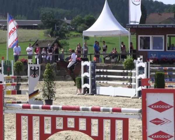 Springpferd Clever 8 (Holsteiner, 2002, von Candillo Z)