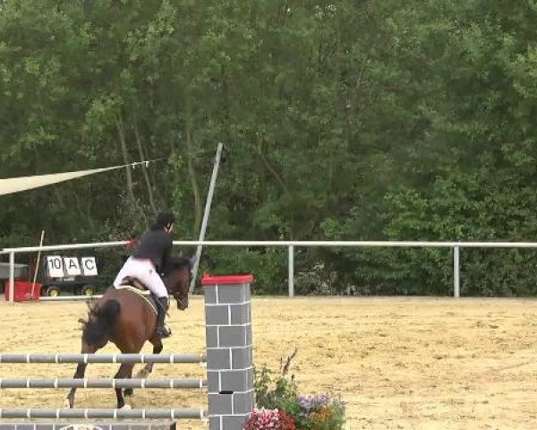 Springpferd Collin 74 (Hannoveraner, 2005, von Chico's Boy)