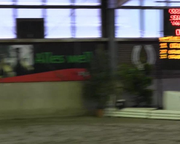 jumper Limbo 125 (Holsteiner, 2000, from Likoto xx)