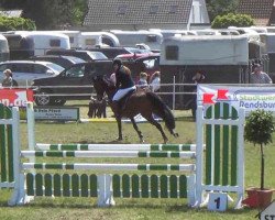 jumper Salut Alizee (Holsteiner, 2002, from Aljano)