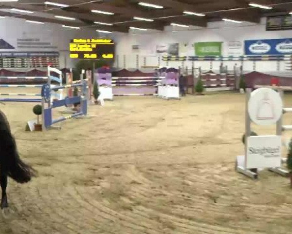 broodmare Levita II (Brandenburg, 2002, from Levisto Z)