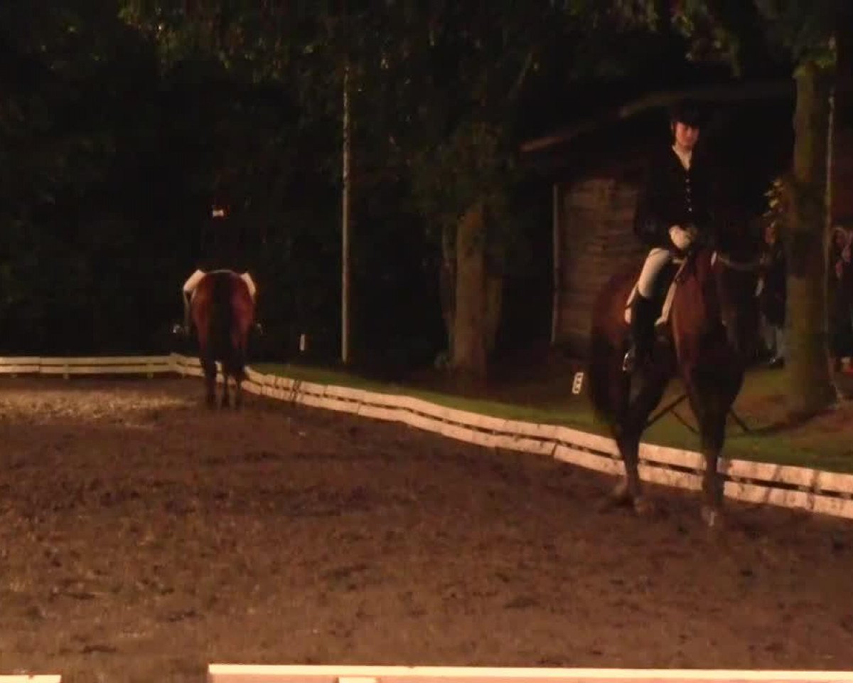 Cavallo da Dressage Pikatchu H (Renano, 1998, di Palermo)