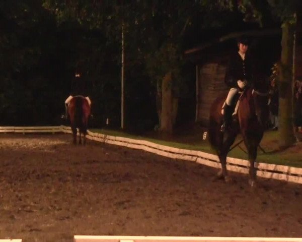 Dressurpferd Pikatchu H (Rheinländer, 1998, von Palermo)