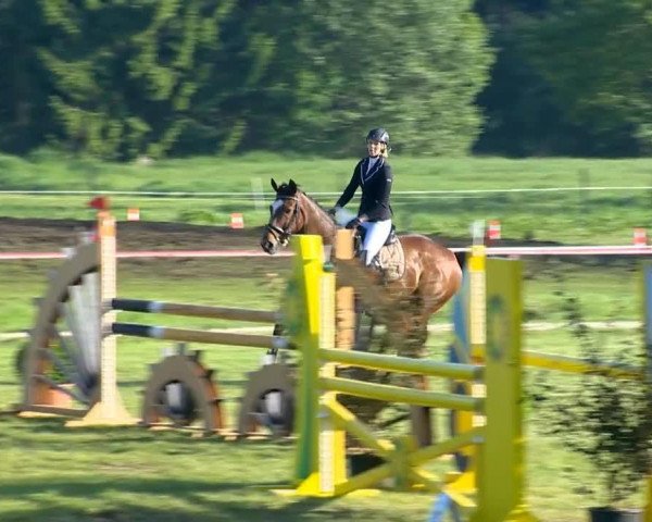 jumper Wynona (Hanoverian, 1999, from Wolkenstein II)