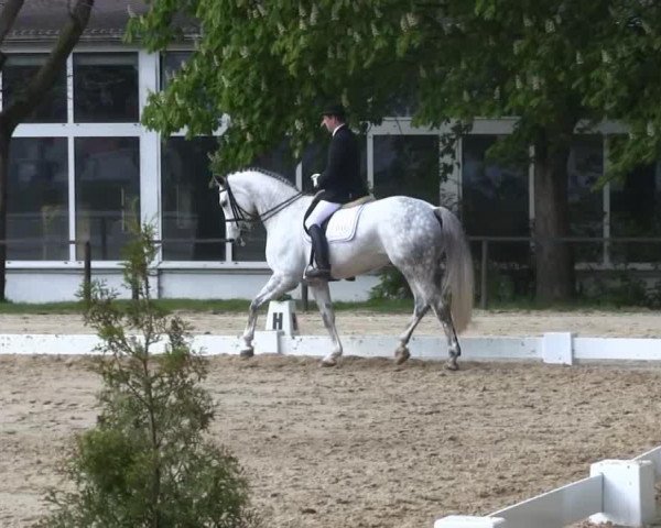 dressage horse Calia VB (Hanoverian, 2004, from Calido I)