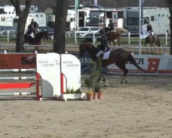 broodmare Arpeggia 4 (Westphalian, 2009, from Arpeggio)