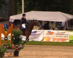 Springpferd Foxy 51 (Westfale, 2001, von Florestan I)
