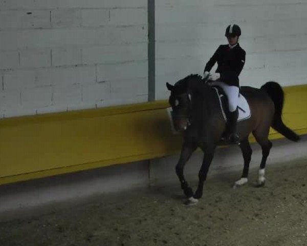 Dressurpferd Shooting Star 15 (Rheinländer, 2002, von Show Star)