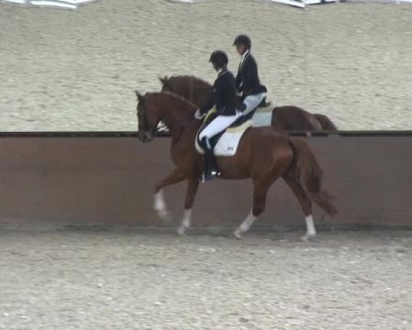 stallion Referee (Hanoverian, 2004, from Rotspon)