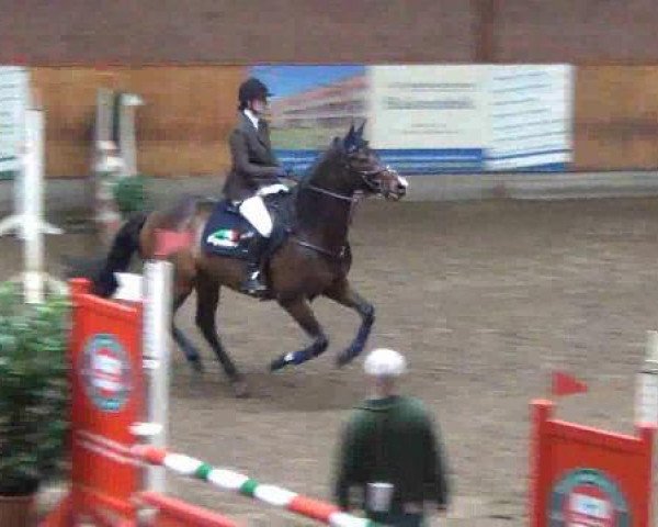 Springpferd Cyrell (Deutsches Sportpferd, 2004, von Cardenio)