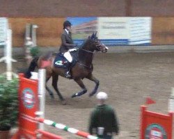jumper Cyrell (German Sport Horse, 2004, from Cardenio)