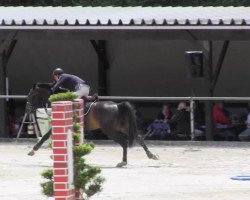 stallion Encanto Emilo W (Hanoverian, 2007, from Escudo I)