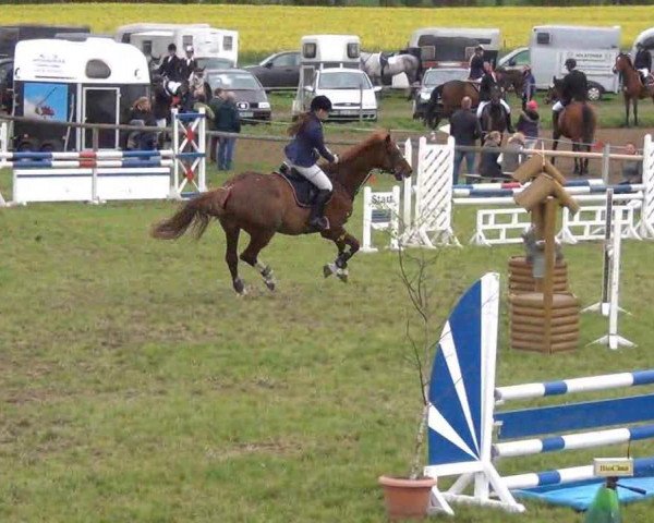 broodmare Tiana 7 (Holsteiner, 2003, from Limbus) broodmare Tiana 7 (Holsteiner, 2003, from Limbus)