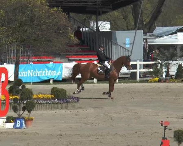 Springpferd Lacona 8 (Rheinländer, 2009, von Risohorse Locorotondo)