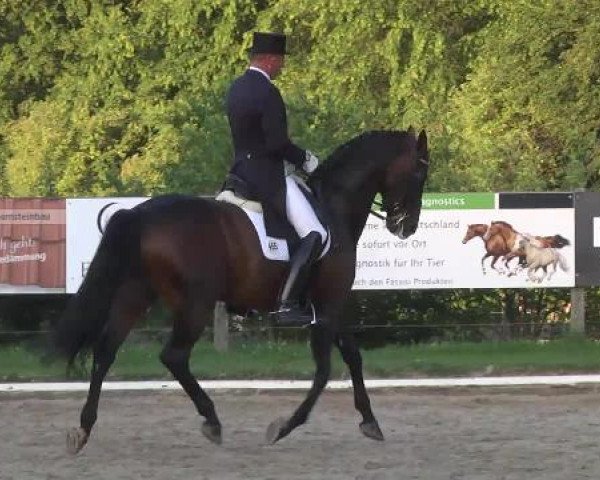 dressage horse Diamonit II (Oldenburg, 2004, from Diamond Hit)