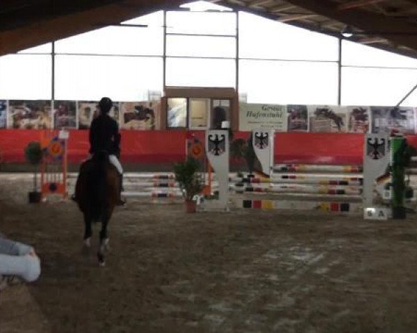 Springpferd Rina 27 (KWPN (Niederländisches Warmblut), 1998, von Sable Rose)