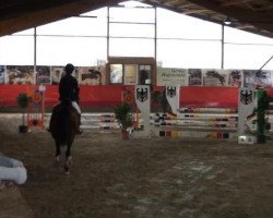 jumper Rina 27 (KWPN (Royal Dutch Sporthorse), 1998, from Sable Rose)