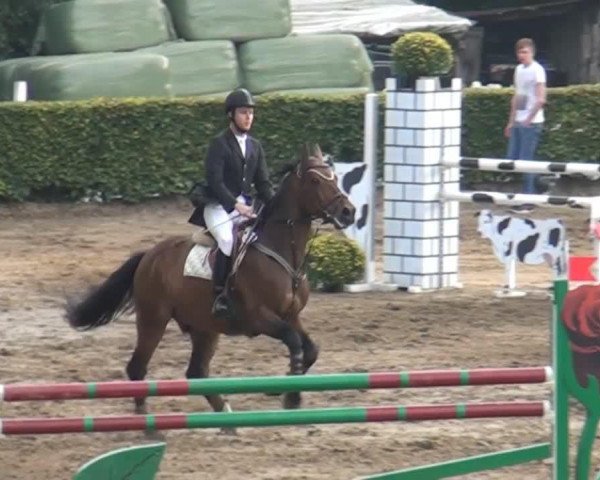 Springpferd Zandor Junior Z (Zangersheide Reitpferd, 1999, von Zandor Z)