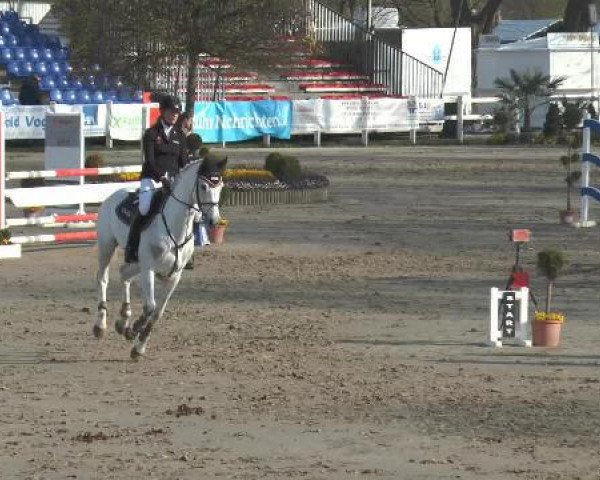 jumper Comtess 192 (Westphalian, 2009, from Captain Fire)