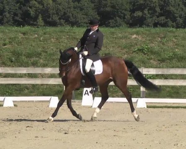 Springpferd Dusty 720 (Württemberger, 2002, von Disco-Tänzer)