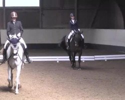 dressage horse Cara Mia 54 (Holsteiner, 2002, from Carolus I)