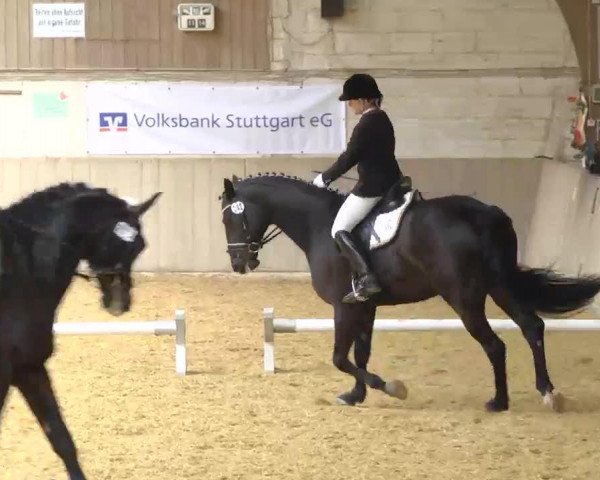 Dressurpferd Rosenstolz 67 (Bayer, 2004, von Rosario 37) Dressurpferd Rosenstolz 67 (Bayer, 2004, von Rosario 37)