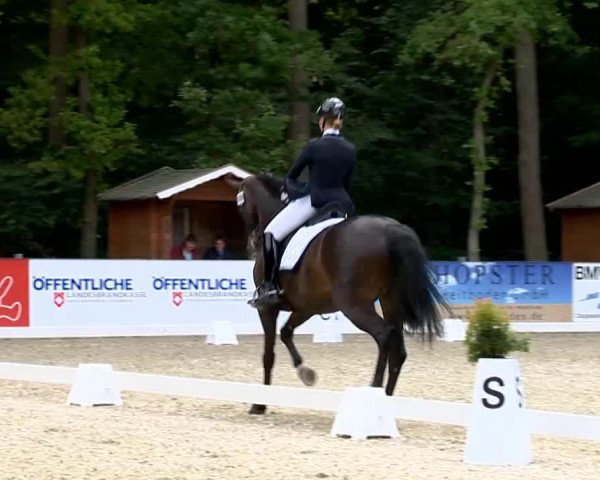 horse Shania 11 (Holsteiner, 2002, from Helenenhof's Carabas)