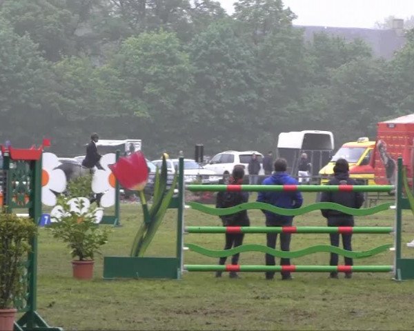 Zuchtstute Camilla B (Haflinger, 1994, von Hofmarschall 1042) Zuchtstute Camilla B (Haflinger, 1994, von Hofmarschall 1042)