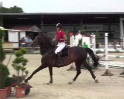 jumper Sandro's Anny (Oldenburg, 2004, from Sandro Hit)