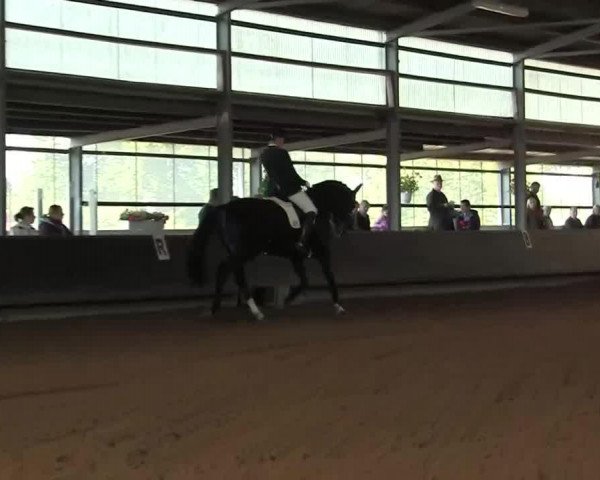 broodmare Bacari 2 (Oldenburg, 2006, from Don Larino 171 FIN)