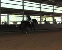 Fattrice Bacari 2 (Oldenburger, 2006, di Don Larino 171 FIN)