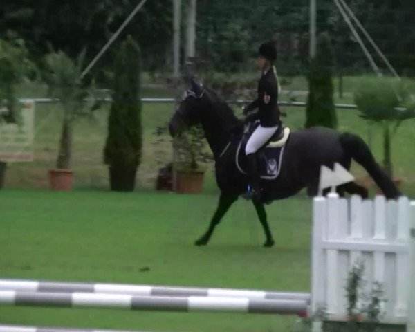 Springpferd Locksley (Westfale, 1997, von Lamoureux I)
