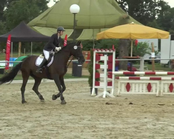 jumper Cosma Shiva 10 (Hanoverian, 2000, from Carismo II 123 FIN)