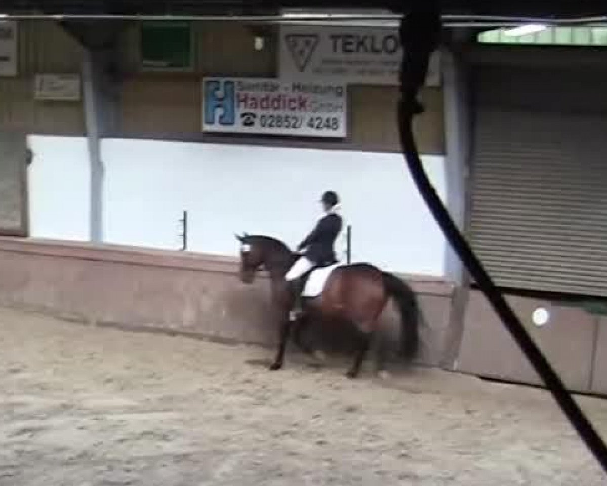 Dressurpferd Quid Pro Quo F (Westfale, 2007, von Quinta Real)