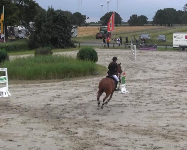 jumper Enrico 314 (Hanoverian, 2003, from Embassy I)