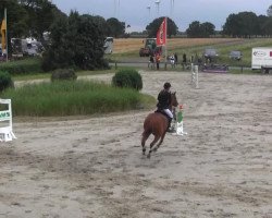 jumper Enrico 314 (Hanoverian, 2003, from Embassy I)