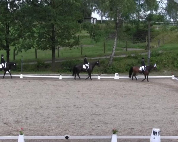 dressage horse Lumber Jack 5 (Westphalian, 2003, from Latimer)