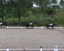 dressage horse Lumber Jack 5 (Westphalian, 2003, from Latimer)