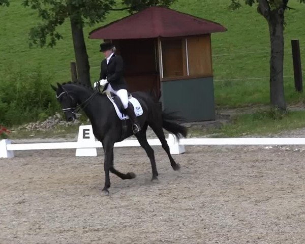 dressage horse Donrestan (Rhinelander, 2005, from Londonderry)
