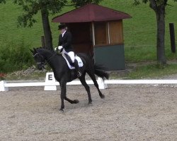 dressage horse Donrestan (Rhinelander, 2005, from Londonderry)