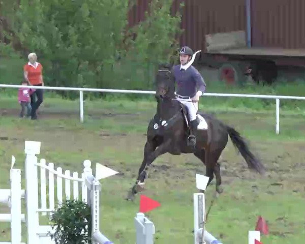 jumper Winston J (KWPN (Royal Dutch Sporthorse), 2003, from Riant 116 FIN)