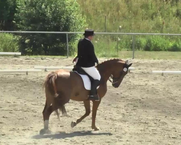 Dressurpferd Witas 2 (Oldenburger, 2000, von Wolkentanz II)