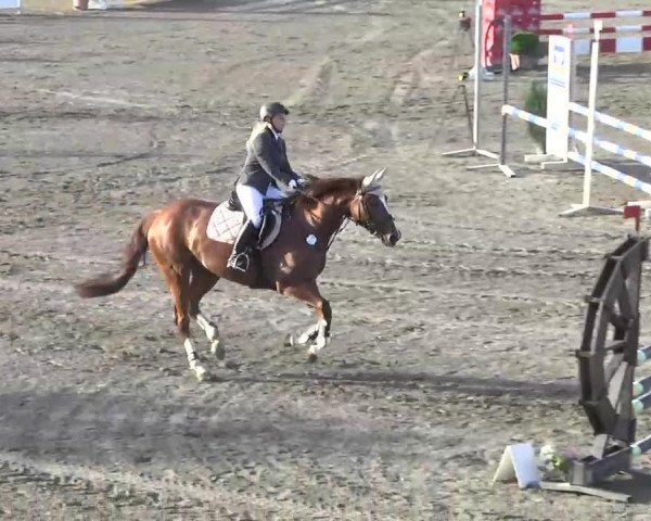 Springpferd Lillith 6 (Oldenburger, 2006, von Lordanos)