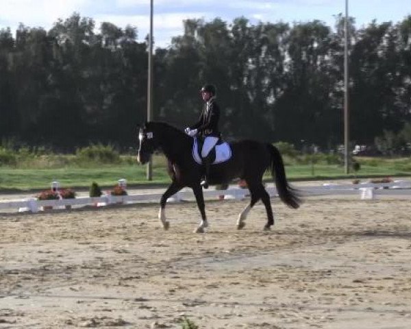horse Sir Rosenstolz (Westphalian, 2005, from Sunny-Boy)