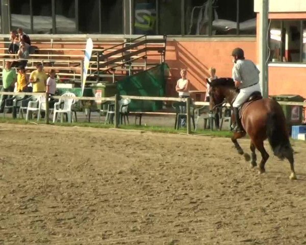 Springpferd Avalon 251 (Rheinländer, 2004, von Amantus)