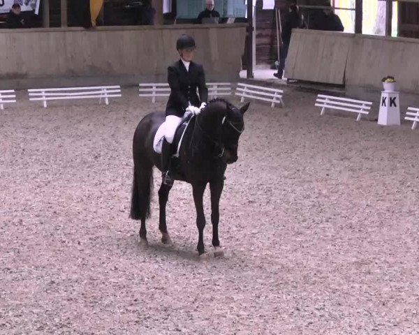 dressage horse Freshman W (Württemberger, 2001, from Florestan I)