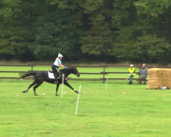 Pferd Moustiqe (Oldenburger, 2003, von French Kiss)
