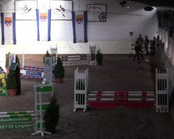 dressage horse Snowflake (Hanoverian, 1999, from Hasko)
